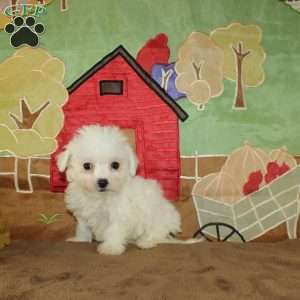 Wilma, Bichon Frise Puppy