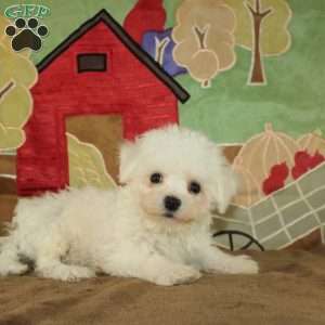 Wonder, Bichon Frise Puppy