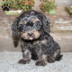 Charleen, Cavapoo Puppy