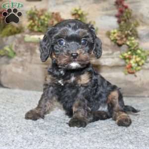 Calvin, Cavapoo Puppy