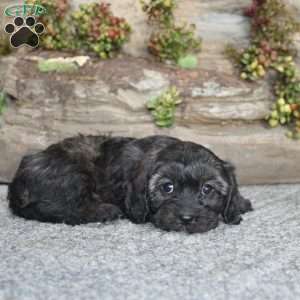 Cathy, Cavapoo Puppy