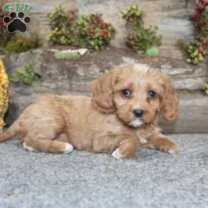 Crystal, Cavapoo Puppy