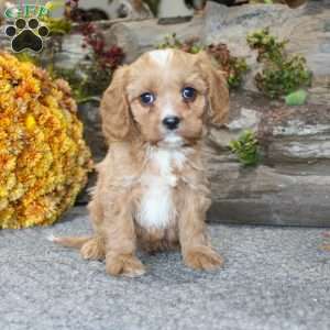 Cody, Cavapoo Puppy