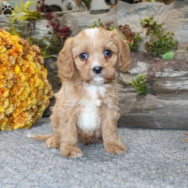 Cody, Cavapoo Puppy