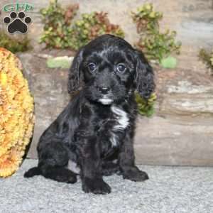 Colton, Cavapoo Puppy