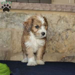 Samson, Mini Labradoodle Puppy