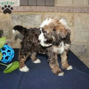 Scotty, Mini Labradoodle Puppy