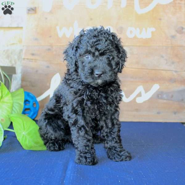 Kathy, Mini Labradoodle Puppy