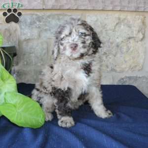 Kelly, Mini Labradoodle Puppy