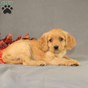 Sage, Miniature Golden Retriever Puppy