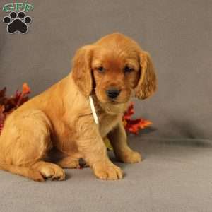 Sonya, Miniature Golden Retriever Puppy