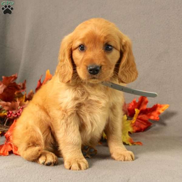 Splash, Miniature Golden Retriever Puppy