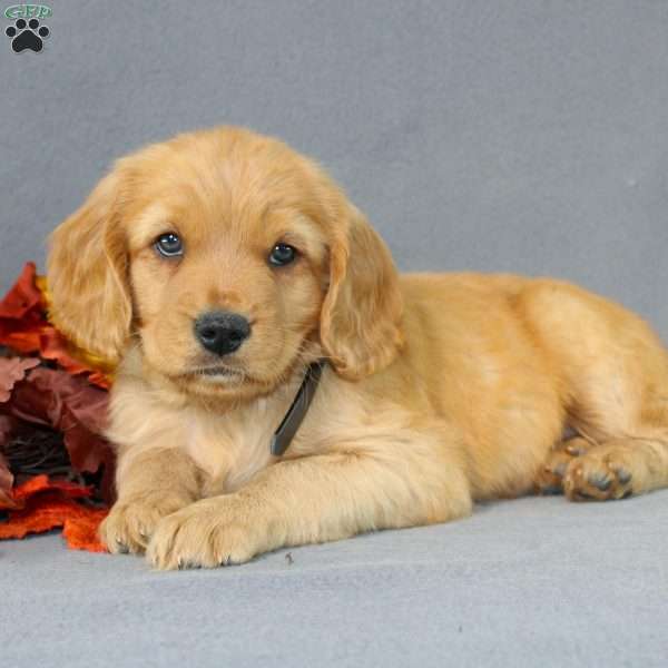 Shane, Miniature Golden Retriever Puppy