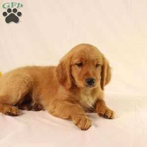 Alex, Miniature Golden Retriever Puppy