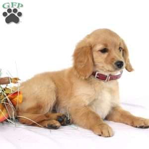 Apricot, Miniature Golden Retriever Puppy