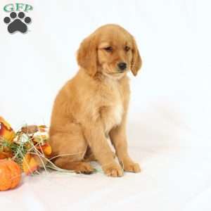 Applebud, Miniature Golden Retriever Puppy