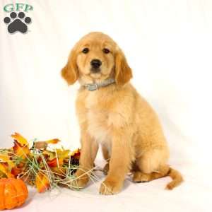 Avery, Miniature Golden Retriever Puppy