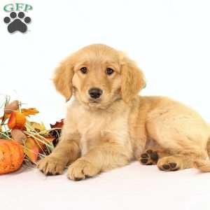 Albert, Miniature Golden Retriever Puppy