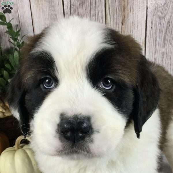 Choe, Saint Bernard Puppy