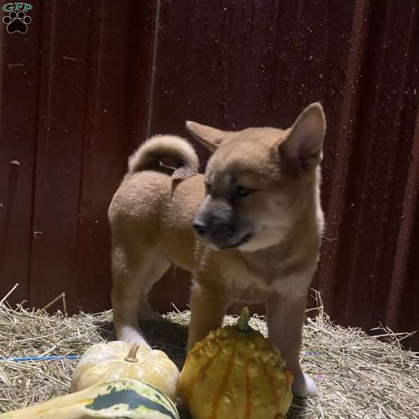 Pumpkin, Shiba Inu Mix Puppy