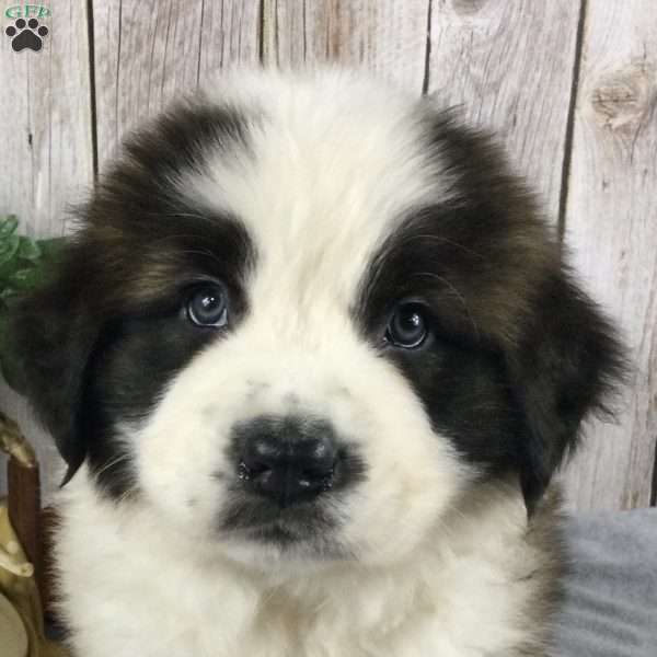 Jack, Saint Bernard Puppy