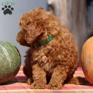 Avery, Mini Goldendoodle Puppy