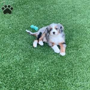 Gracie, Mini Bernedoodle Puppy