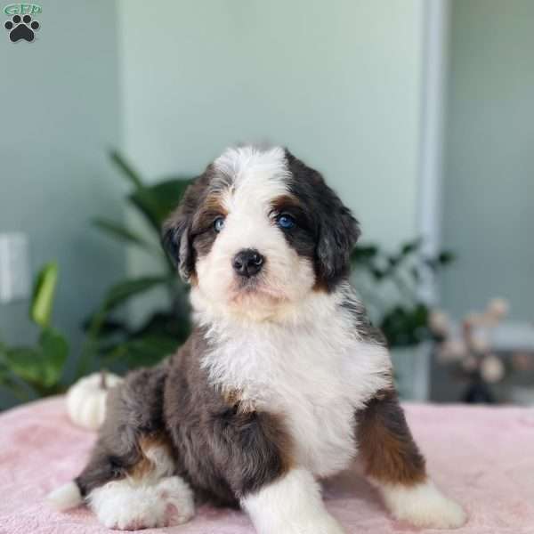 Jewel, Bernedoodle Puppy