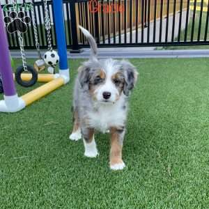 Gracie, Mini Bernedoodle Puppy