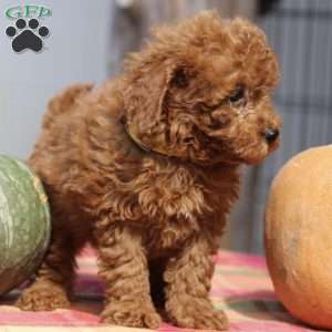 Ashley, Mini Goldendoodle Puppy