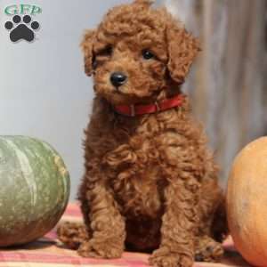 Arthur, Mini Goldendoodle Puppy