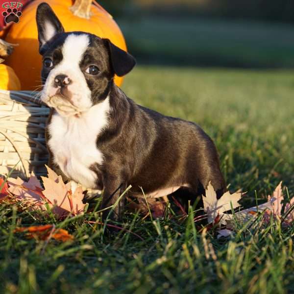 Mavis, Boston Terrier Puppy