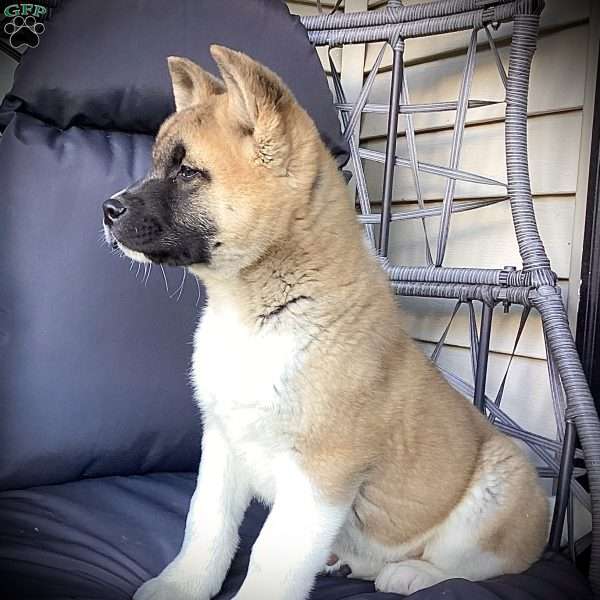 Clifford, Akita Puppy