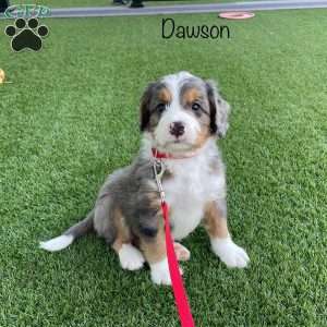 Dawson, Mini Bernedoodle Puppy