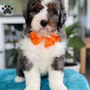 Jace, Bernedoodle Puppy