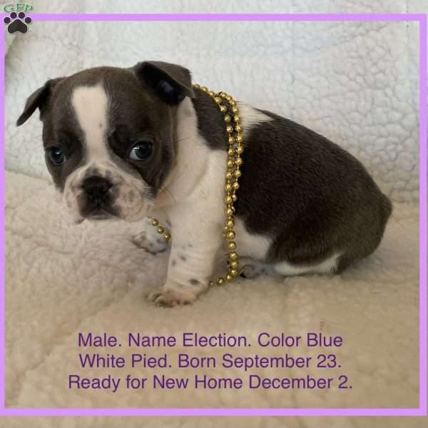 Election, French Bulldog Puppy