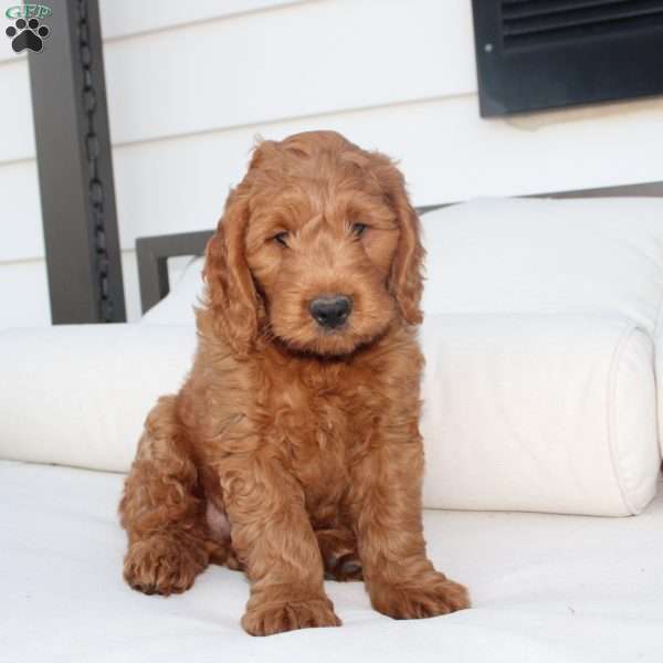 Theo, Mini Goldendoodle Puppy