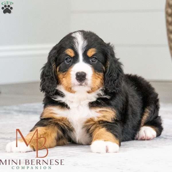 Rocket, Miniature Bernese Mountain Dog Puppy