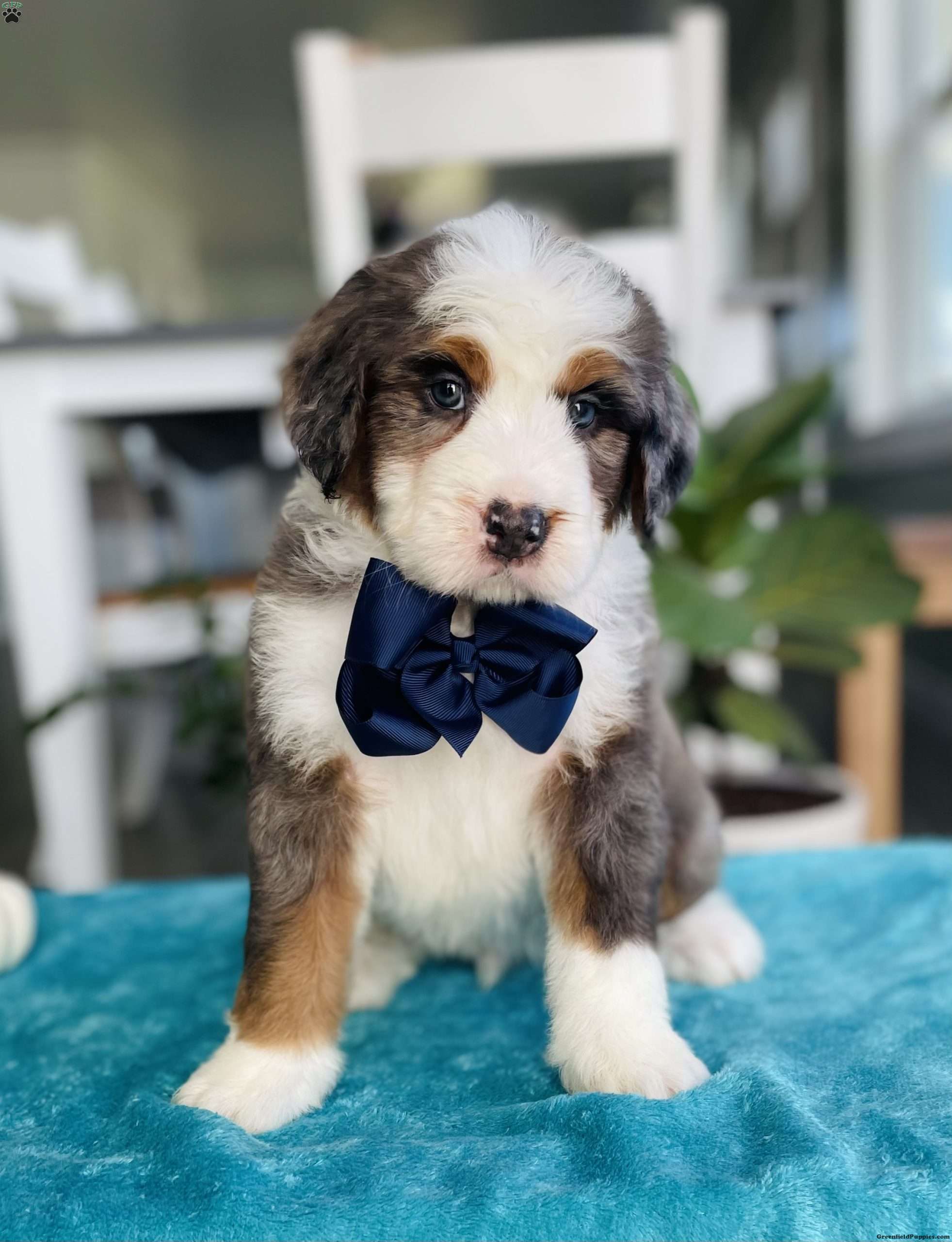 Jordan Bernedoodle Puppy For Sale in Ohio