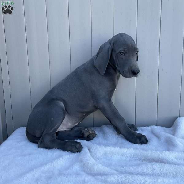 Brooke, Great Dane Puppy