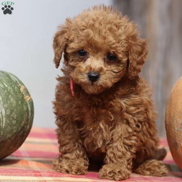 Autumn, Mini Goldendoodle Puppy