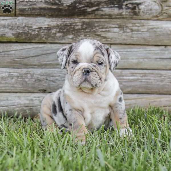 Milo, English Bulldog Puppy