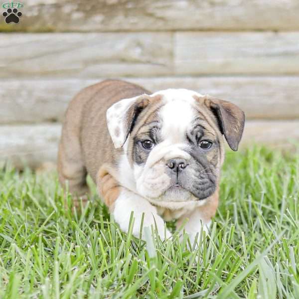 Marvin, English Bulldog Puppy