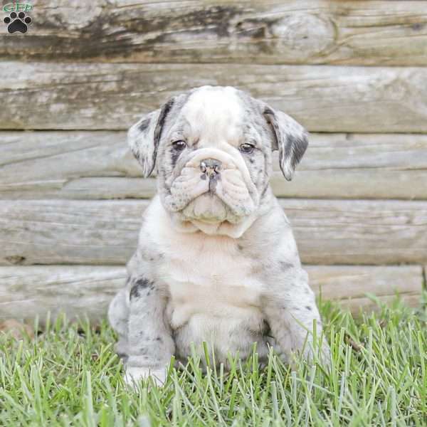 Marley, English Bulldog Puppy