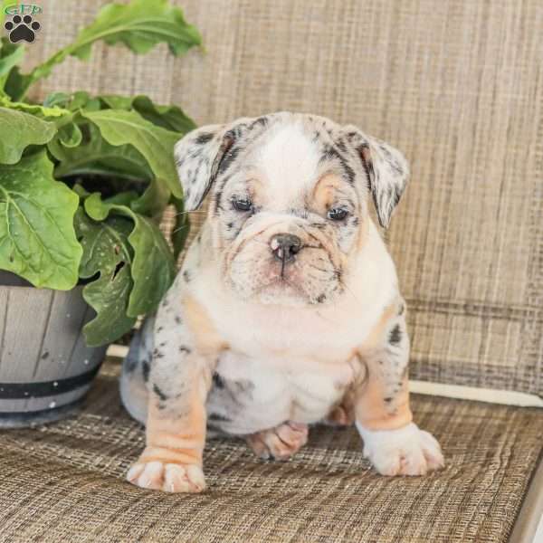 Mason, English Bulldog Puppy