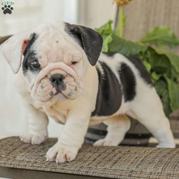 Molly, English Bulldog Puppy