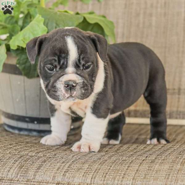 Maybelle, English Bulldog Puppy