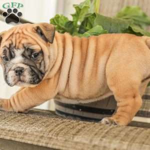 Lila, English Bulldog Puppy