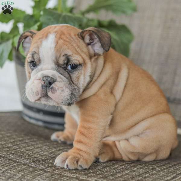 Lance, English Bulldog Puppy