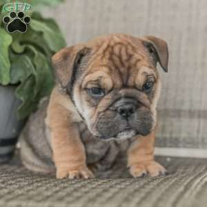 Lilly, English Bulldog Puppy